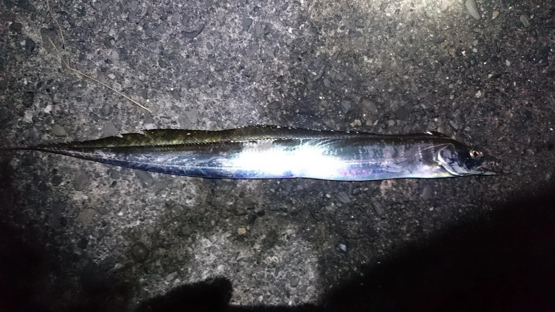 日没後、鯵の足元泳がせで数回掛かるも、しっかりかかったのはこの１匹のみでした。