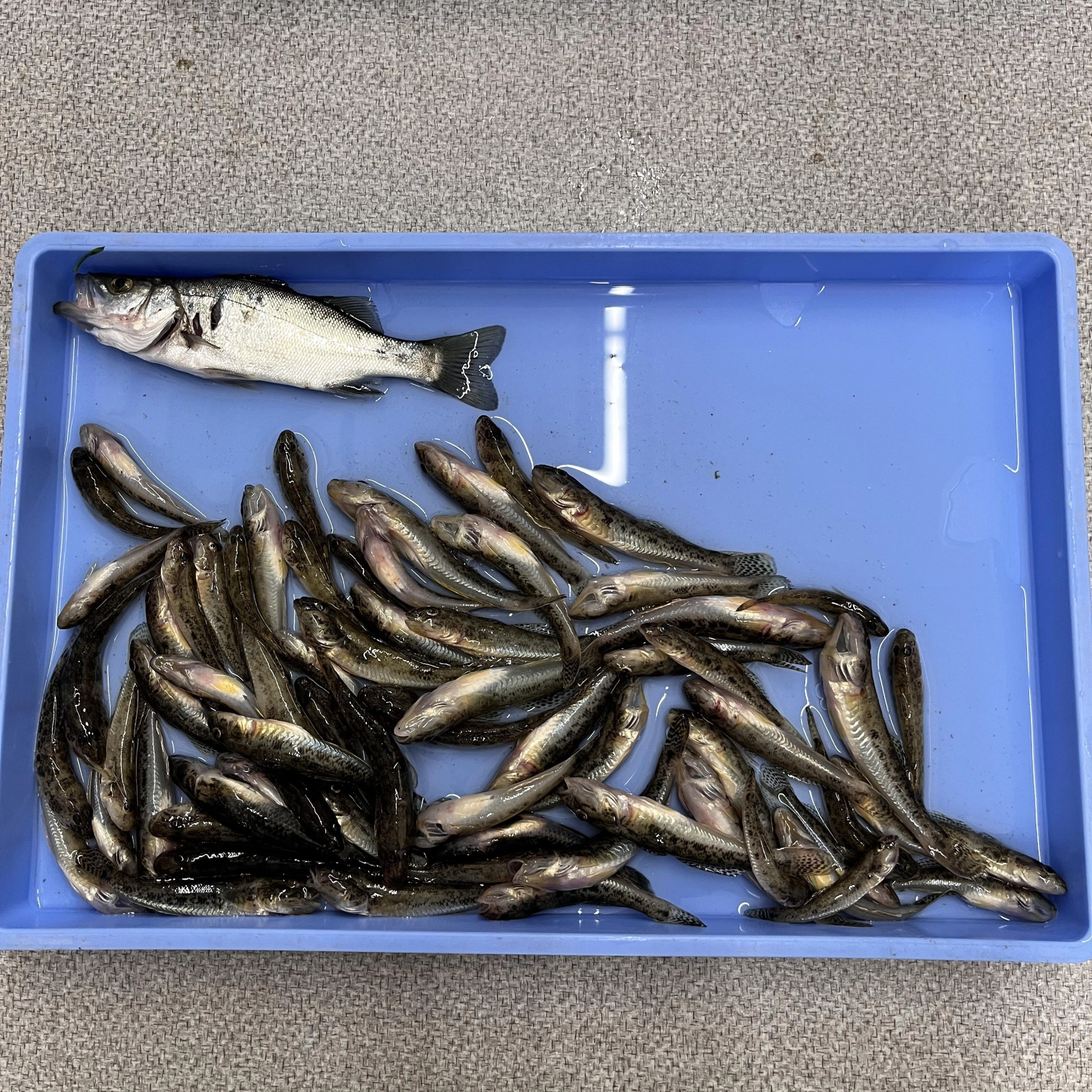 ハゼも釣りやすいサイズになってきました！