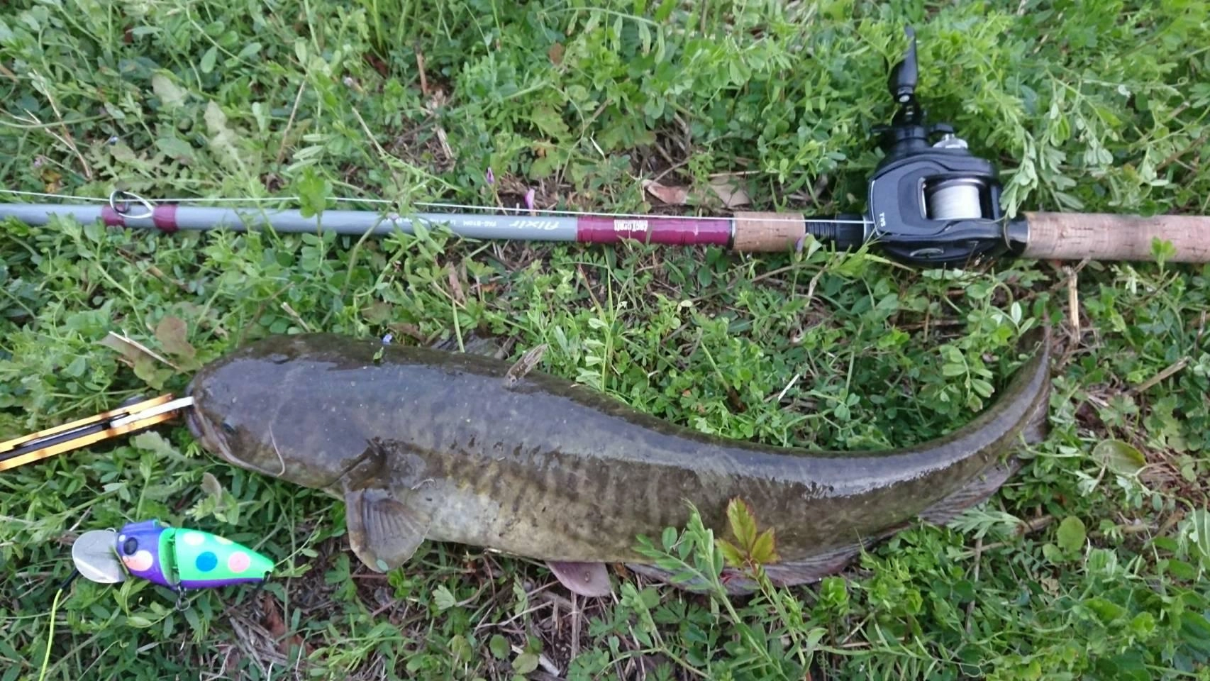 ルアーはジャッカル
ひげダンサー
ライン プレミアム鯰50lb
