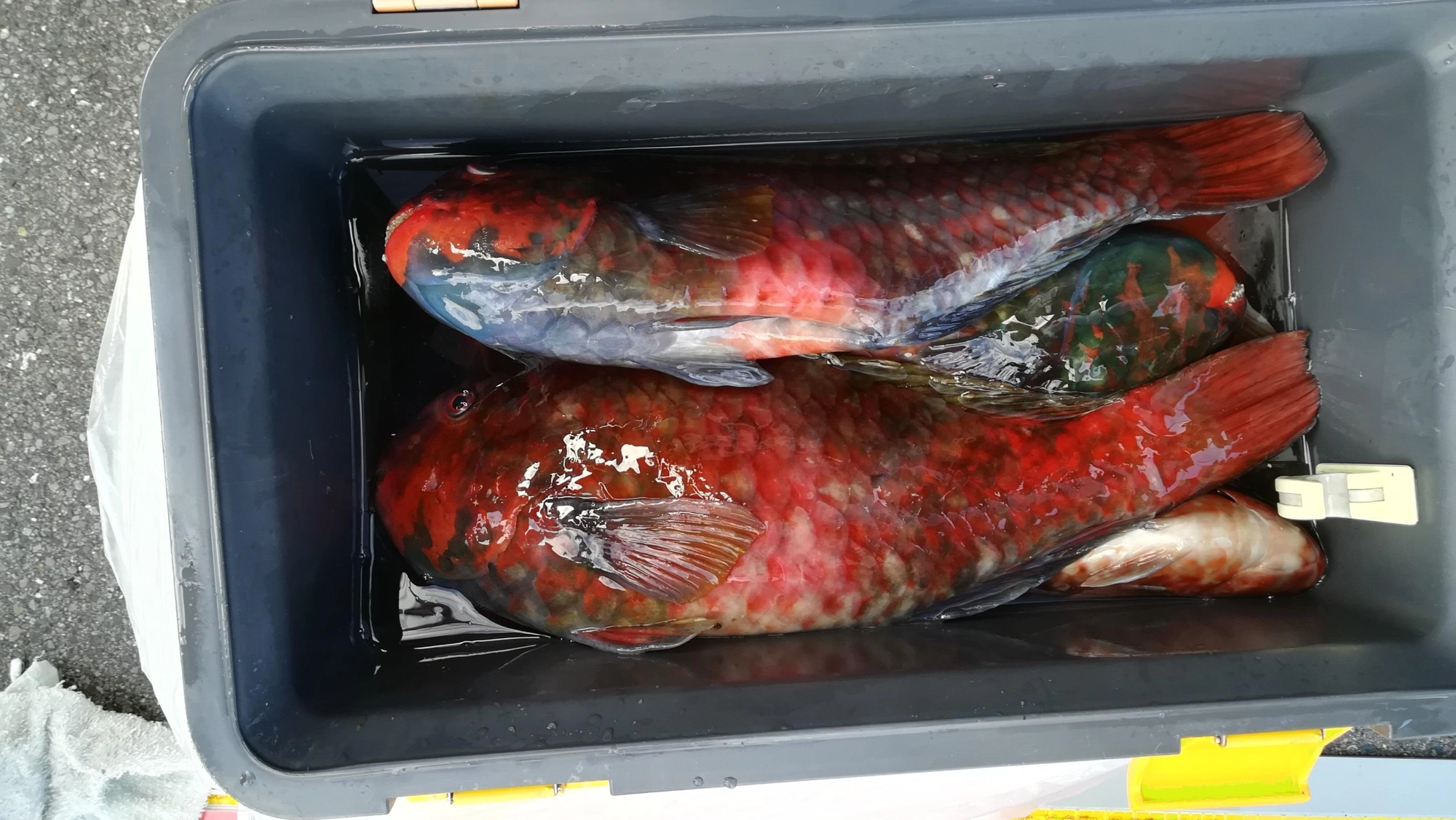 奥様はブッコミ釣りでオニカサゴを２匹釣られていました。