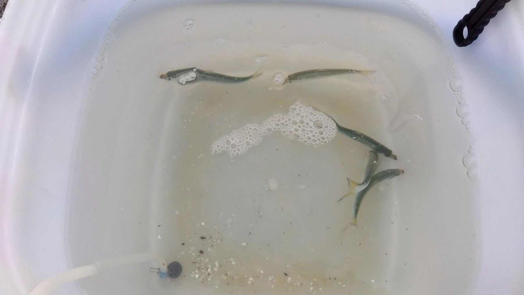 堤防では中々小魚の確保が難しくなり、事前にコマセ無しサビキで１５分ほど、サッパの確保をしました。