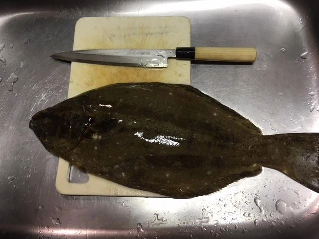良型のヒラメも釣れました！