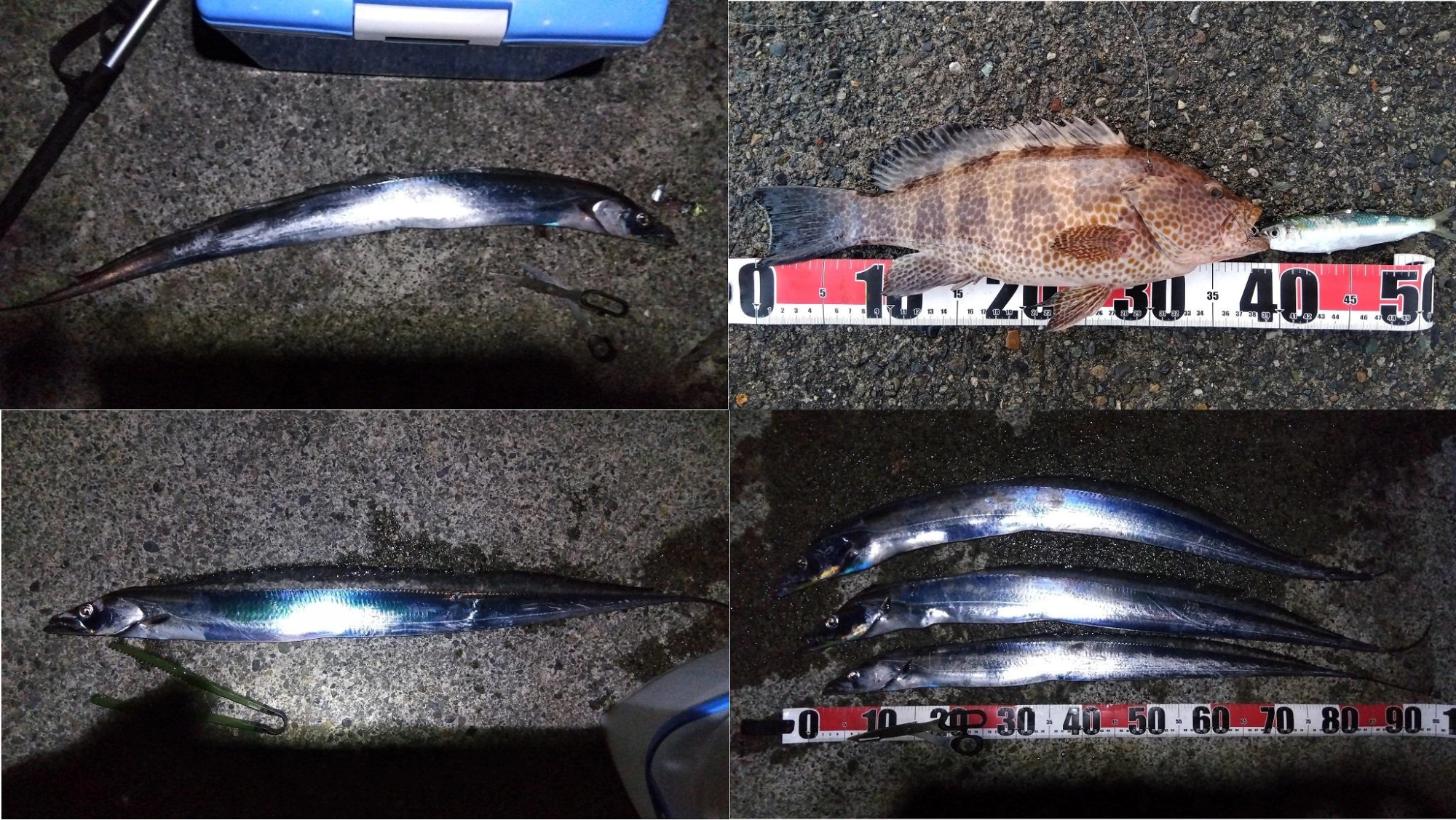 ついでに最近の釣果
2024/01/19 太刀魚 3(指4,4,3本)
2024/01/22 オオモンハタ(39cm)
2024/01/25 太刀魚 1(指4本)
2024/01/26 太刀魚 1(指4.5本)
太刀魚テンヤは今回はノーバイトでだいぶ渋くなってきました