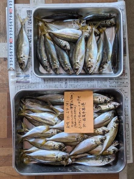 実績場に再び大きくなって戻ってきた感じ。
今年はいつまでもアジが居てくれて本当に有難い。