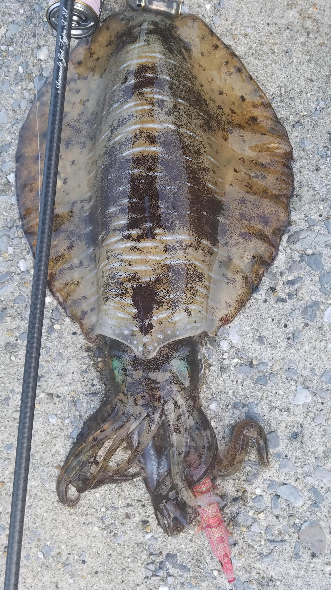 1300g