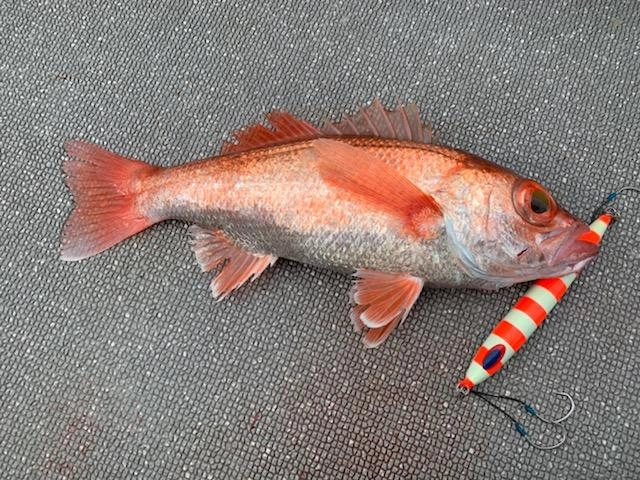 デープライナースピンドルナローは２５０ｇ・３００ｇどちらも釣れましたよ。