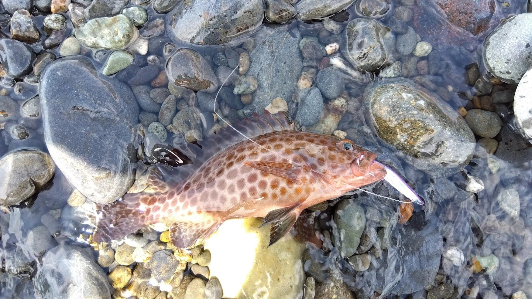 だいぶ遅い時間なのであまり期待せず青物狙いで弓角を投げるも、手のひらサイズのオオモンハタだけでした。