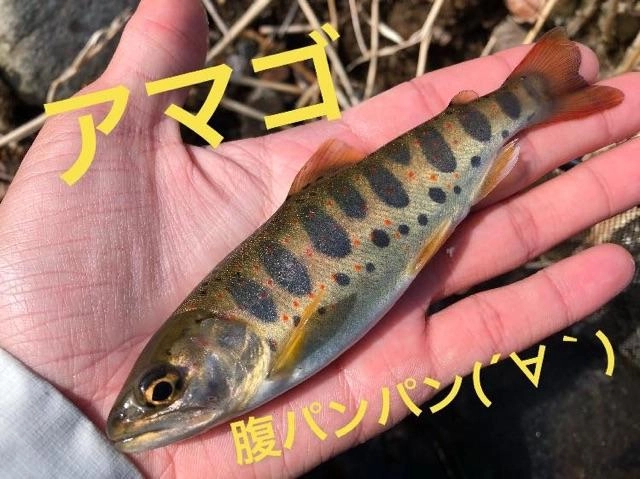 太ったアマゴが増え始めました！