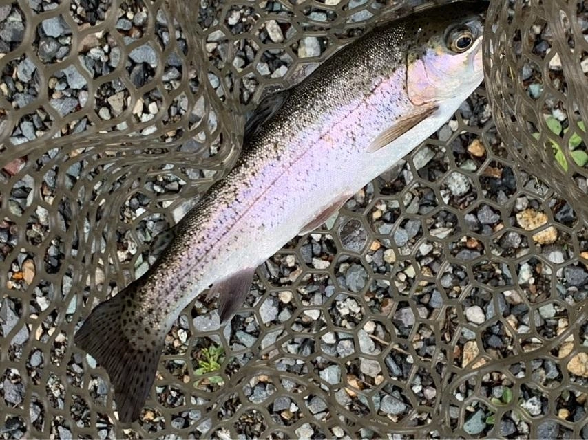 釣れる魚はどれもヒレピン！引きも強くて楽しめます。