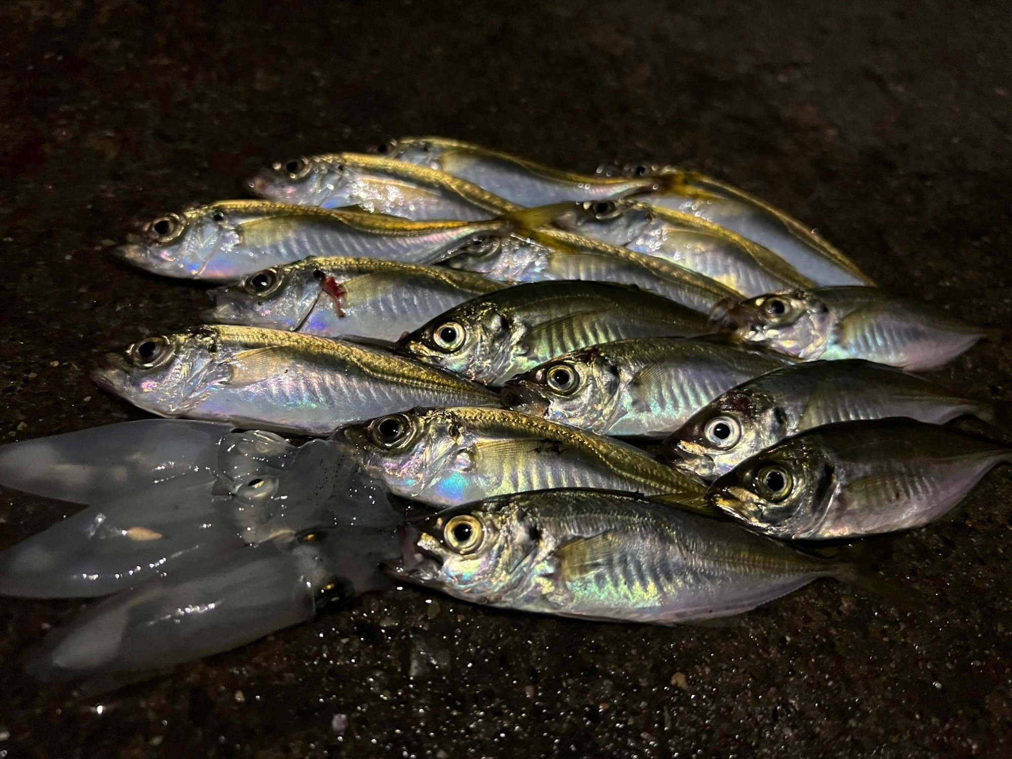 アジング＆エギングでの釣果