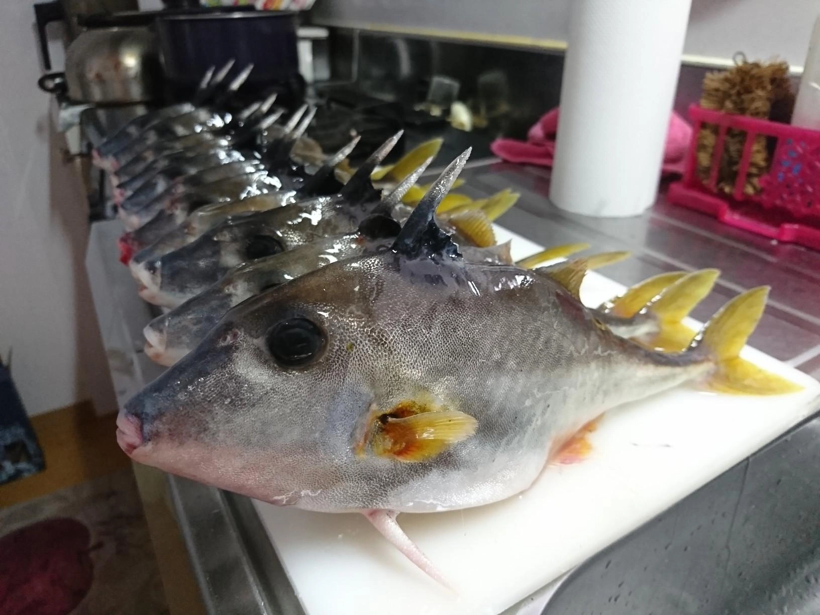 ギマは全部で１２匹釣れました！