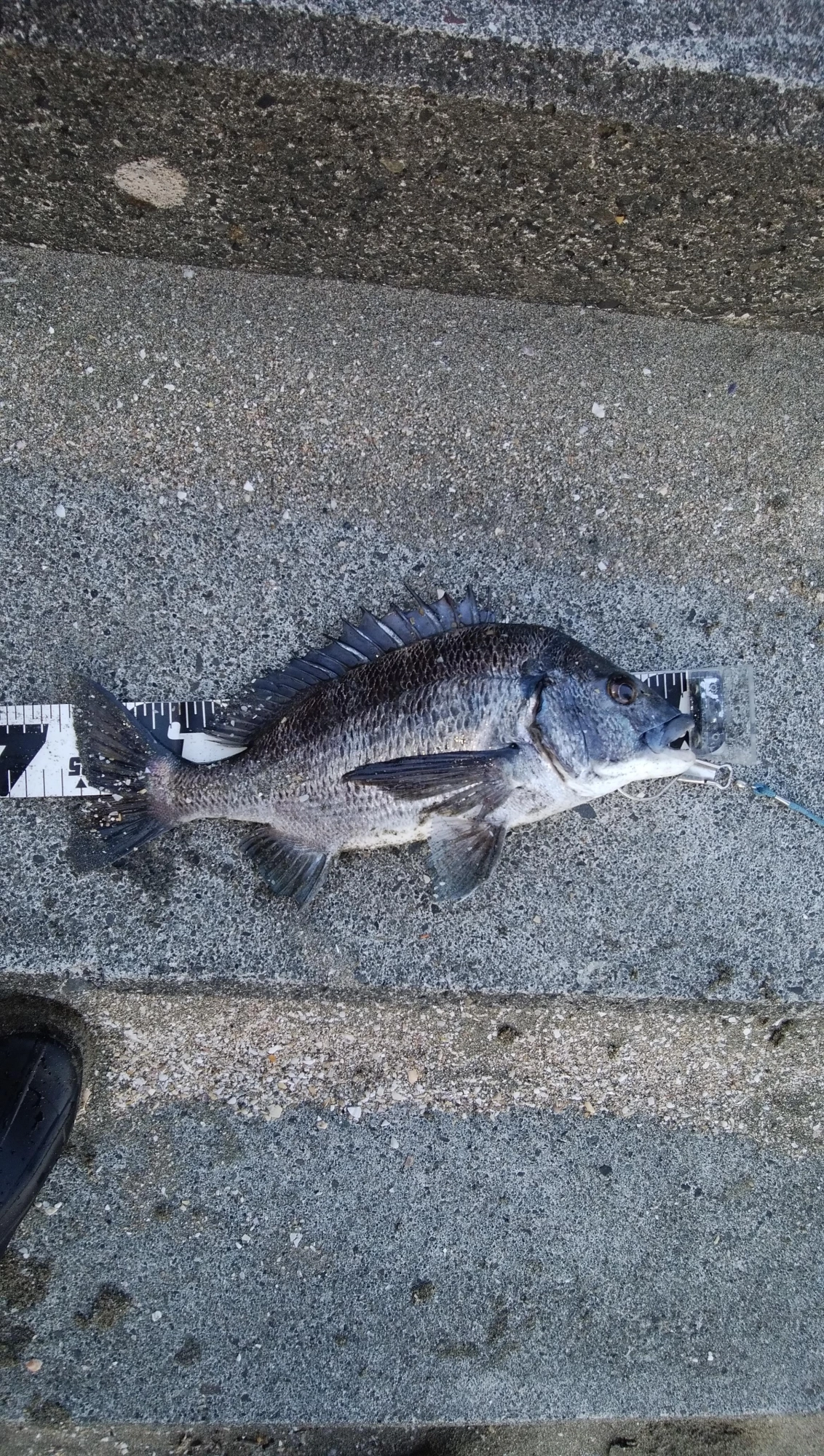 雄の黒鯛35センチ