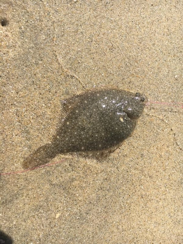 小型のカレイも釣れました。冬が楽しみですね♪