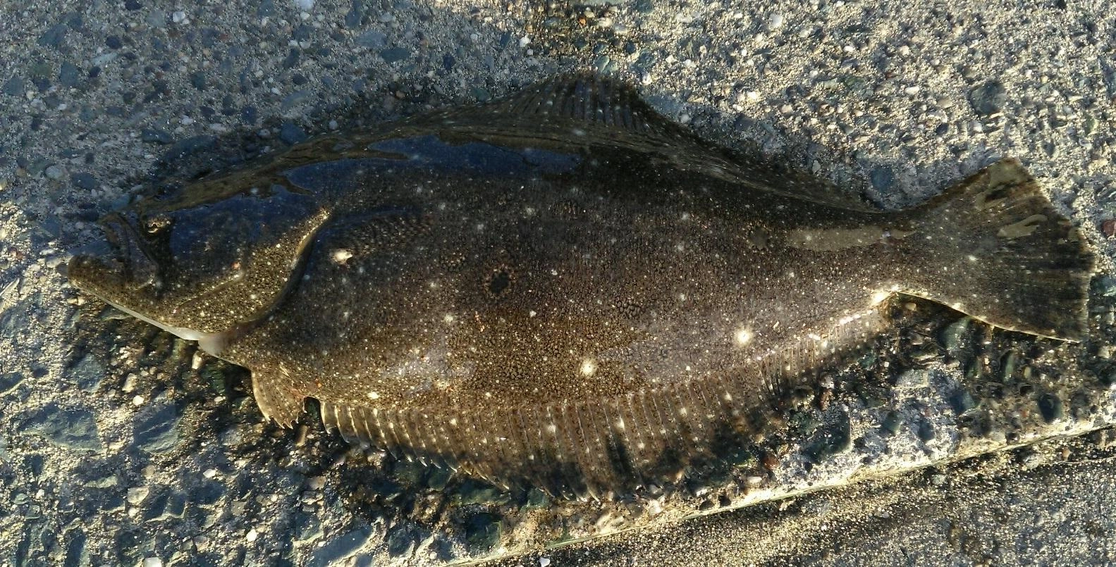 昨日のキス釣りの際２回ほど釣れた魚が襲われたので、今回はキスを泳がせて大物を狙って見ました。３回あたりがあり放流サイズでしたが何とかヒラメが釣れました。