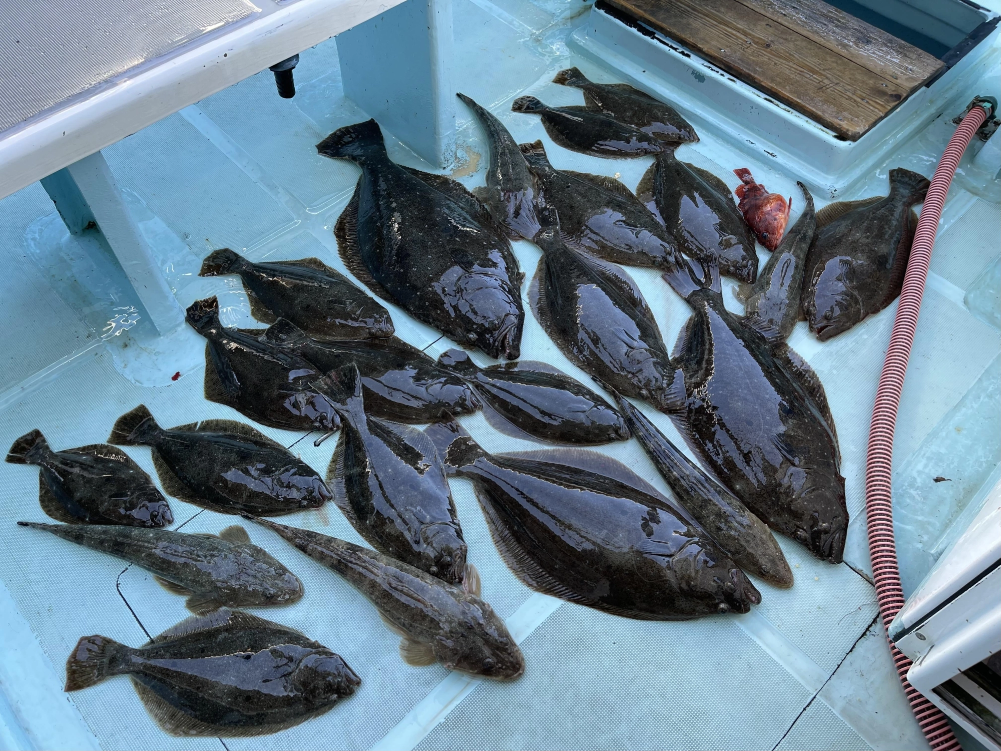 ヒラメアタックは釣り上げたサカナな2倍ほど有りましたッ(ﾟ∀ﾟ)