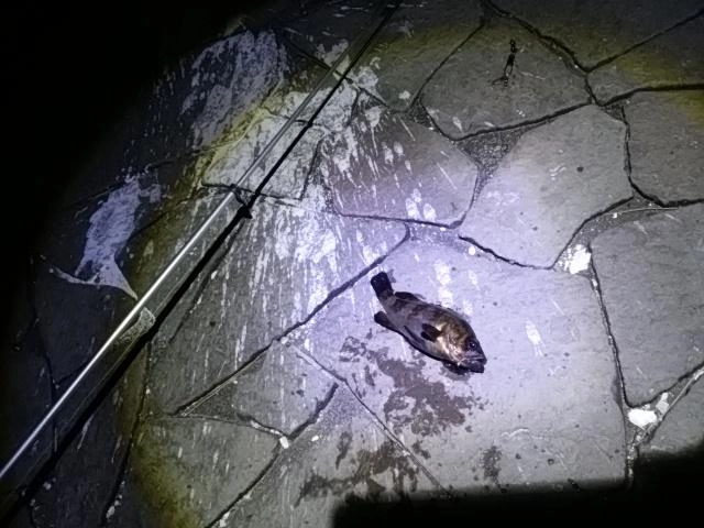メバル