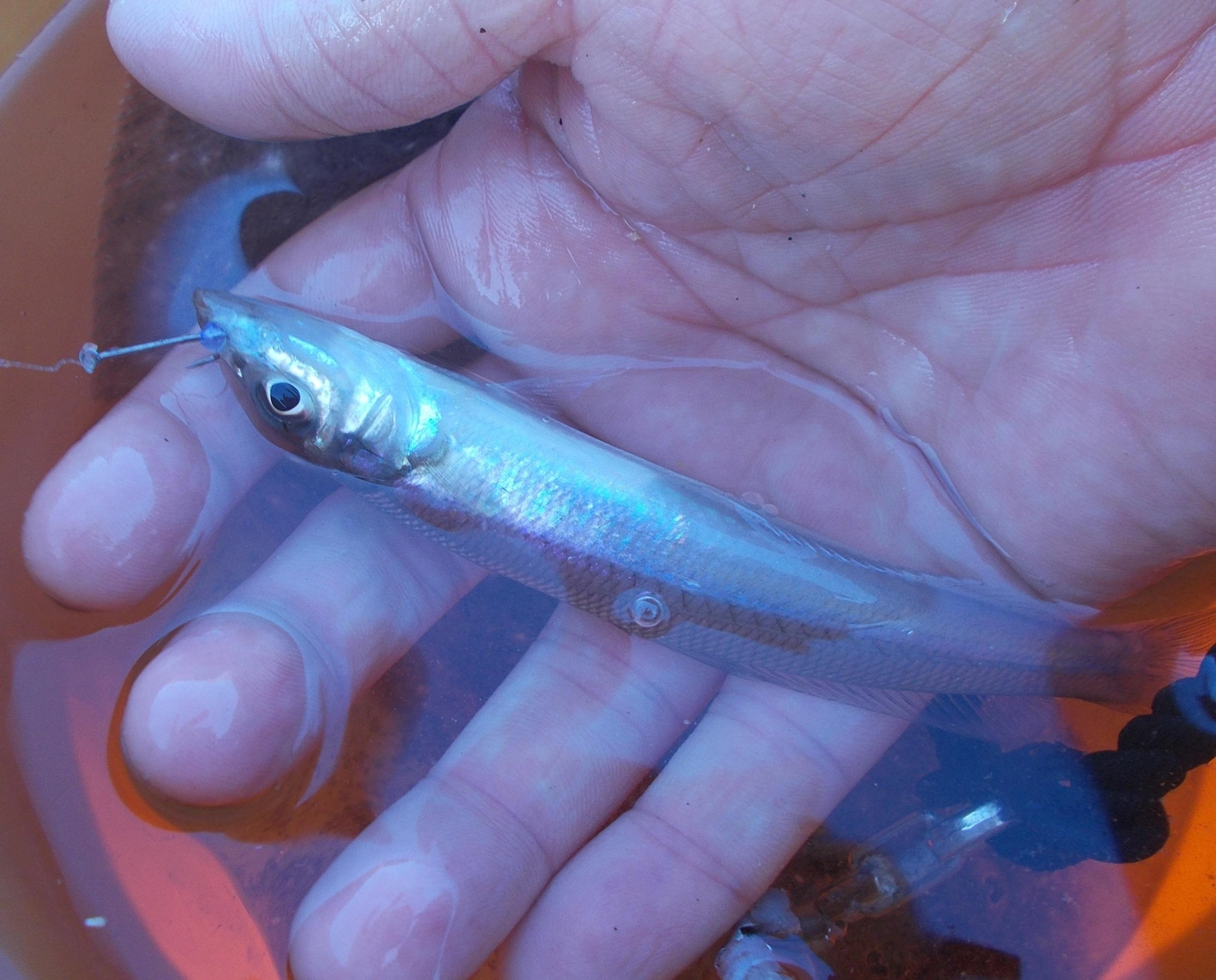 泳がせのエサはキスなどの小魚、ギンペイ（ウグイ）でも大丈夫です。