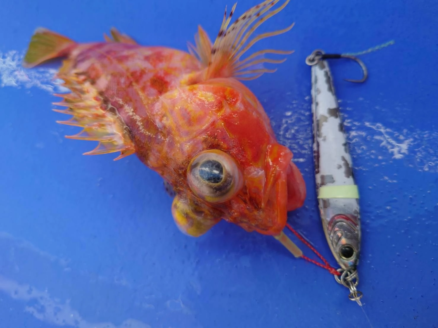 少し離れたポイントではユメカサゴも釣ることができました！唐揚げに最高の魚です!!