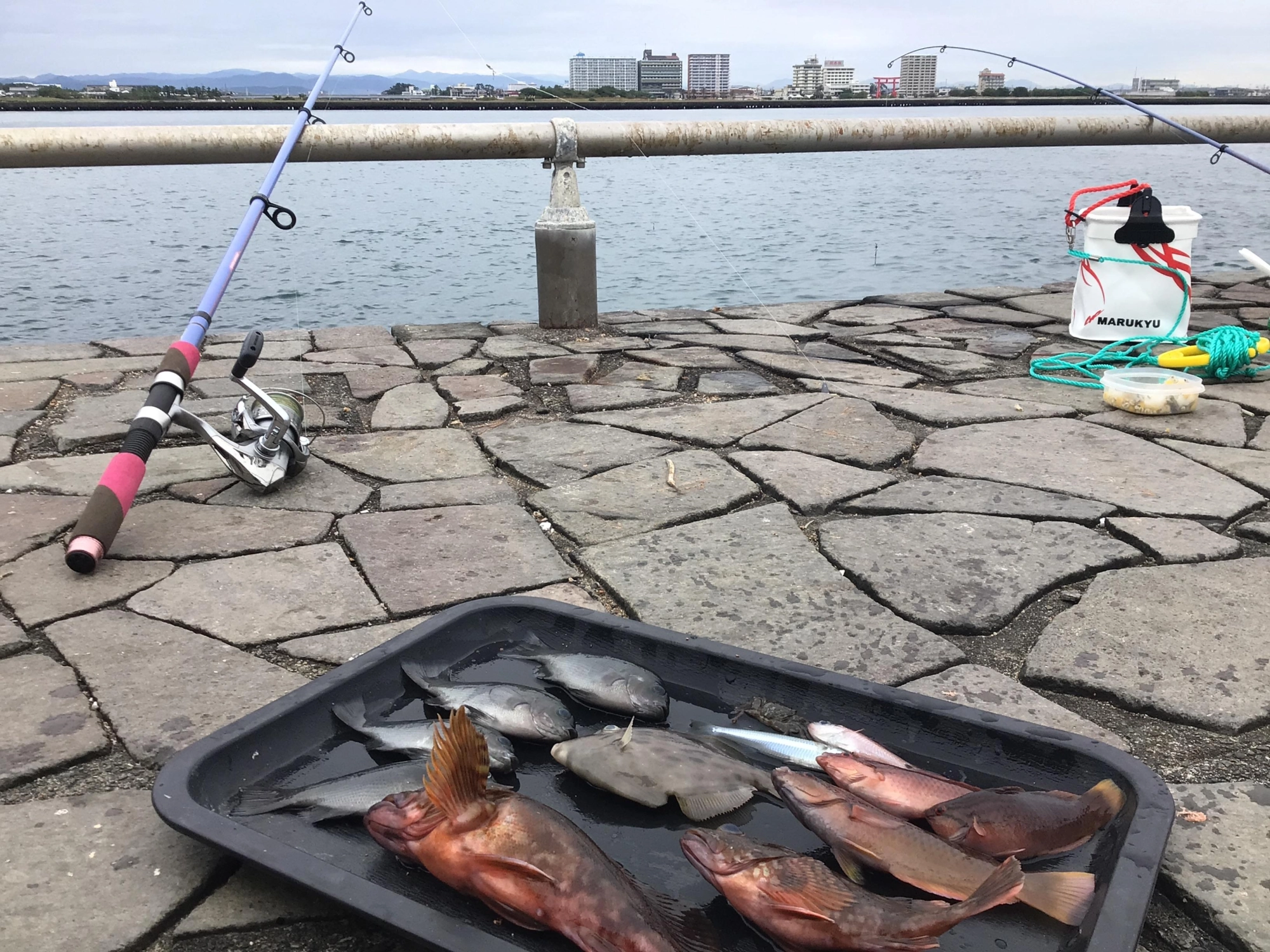 曇りデス❗️