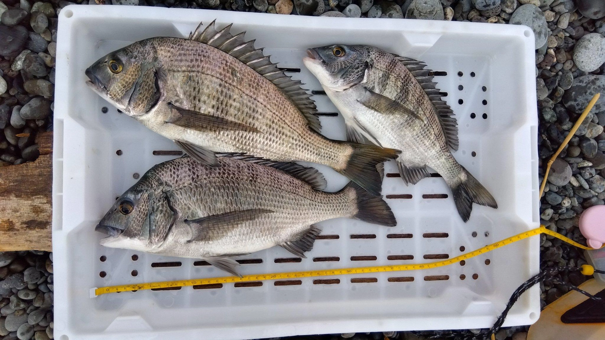 1回バラスもテンポよく２匹ゲット、しかし場が荒れてしまいスレました。
ちょっと離れたところでタイラバして場を鎮めると３匹目が釣れ終了でした。
ところでタイトルを渚釣りとしていますが、渚フカセではなく、しいて言えば渚チニングです。