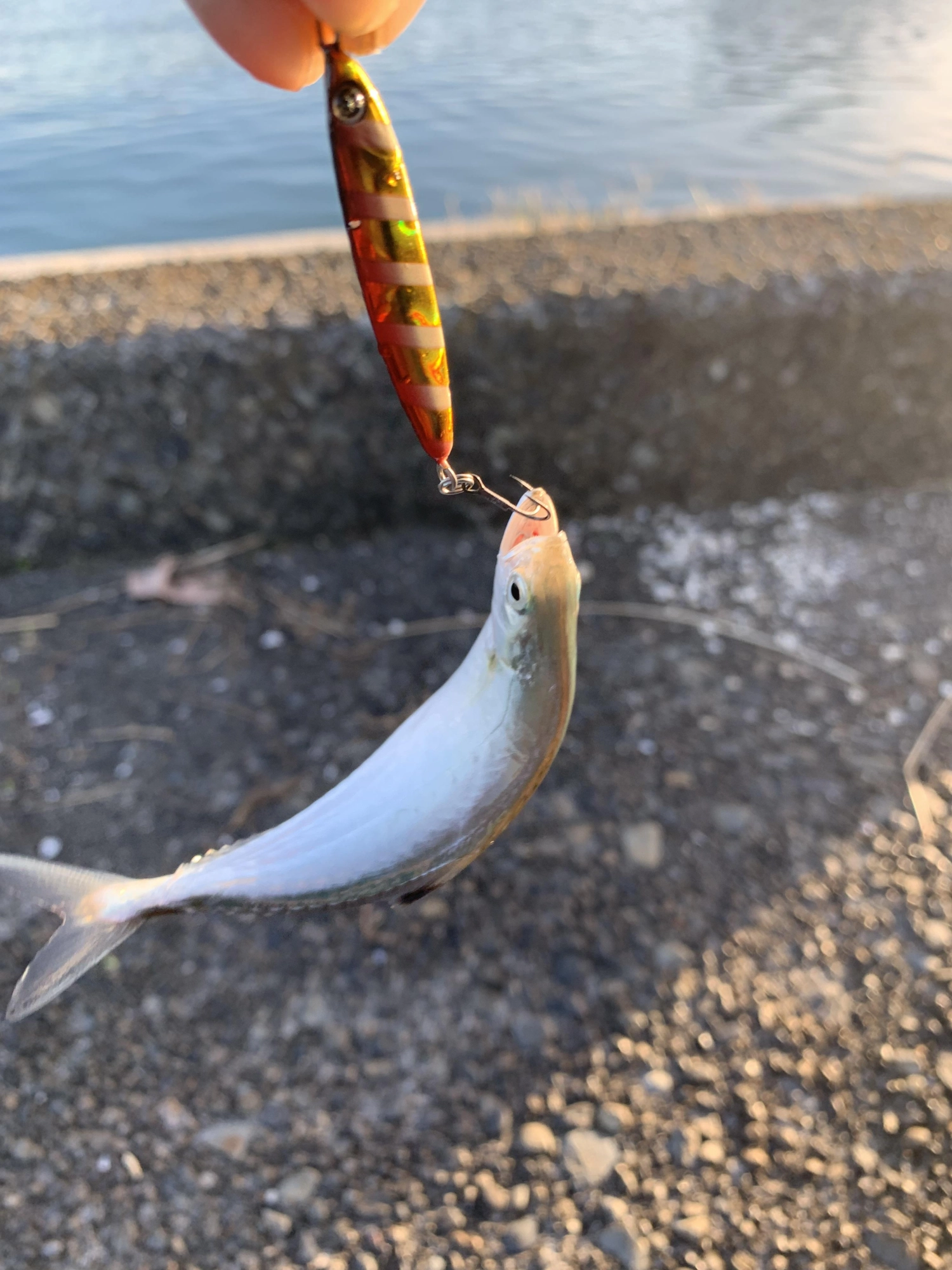イケカツオも釣れます。