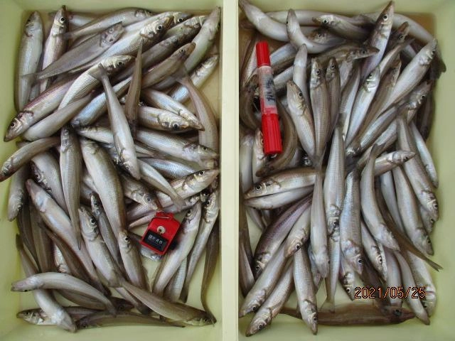 まだまだセクニカルなところはありますが今シーズンは早くから魚影が濃過ぎるッ٩( ᐛ )و⁈