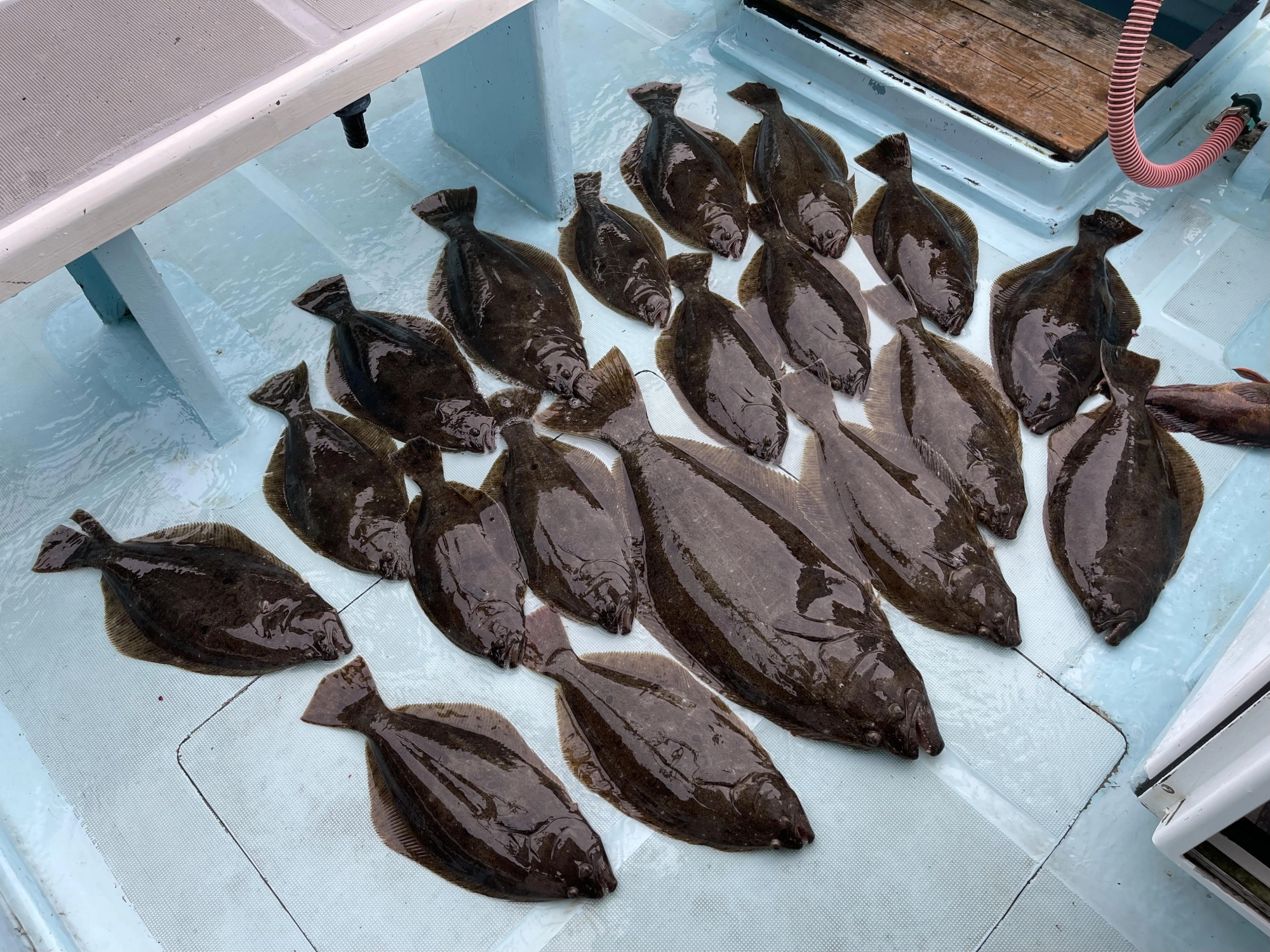 アベレージビラメが中心も肉厚だから喰べるが楽しみッ(о´∀`о)