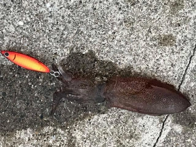 ジグでアオリイカも釣れましたよ！