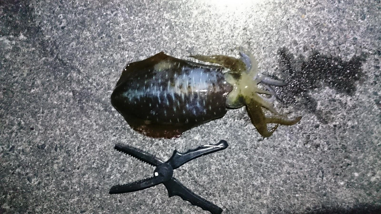 キロオーバーゲットの後、鯵の泳がせは食い逃げされ針掛かりせず。
タカベに餌を変えて場所も少し移動すると食べごろサイズのアオリイカを追加でした。