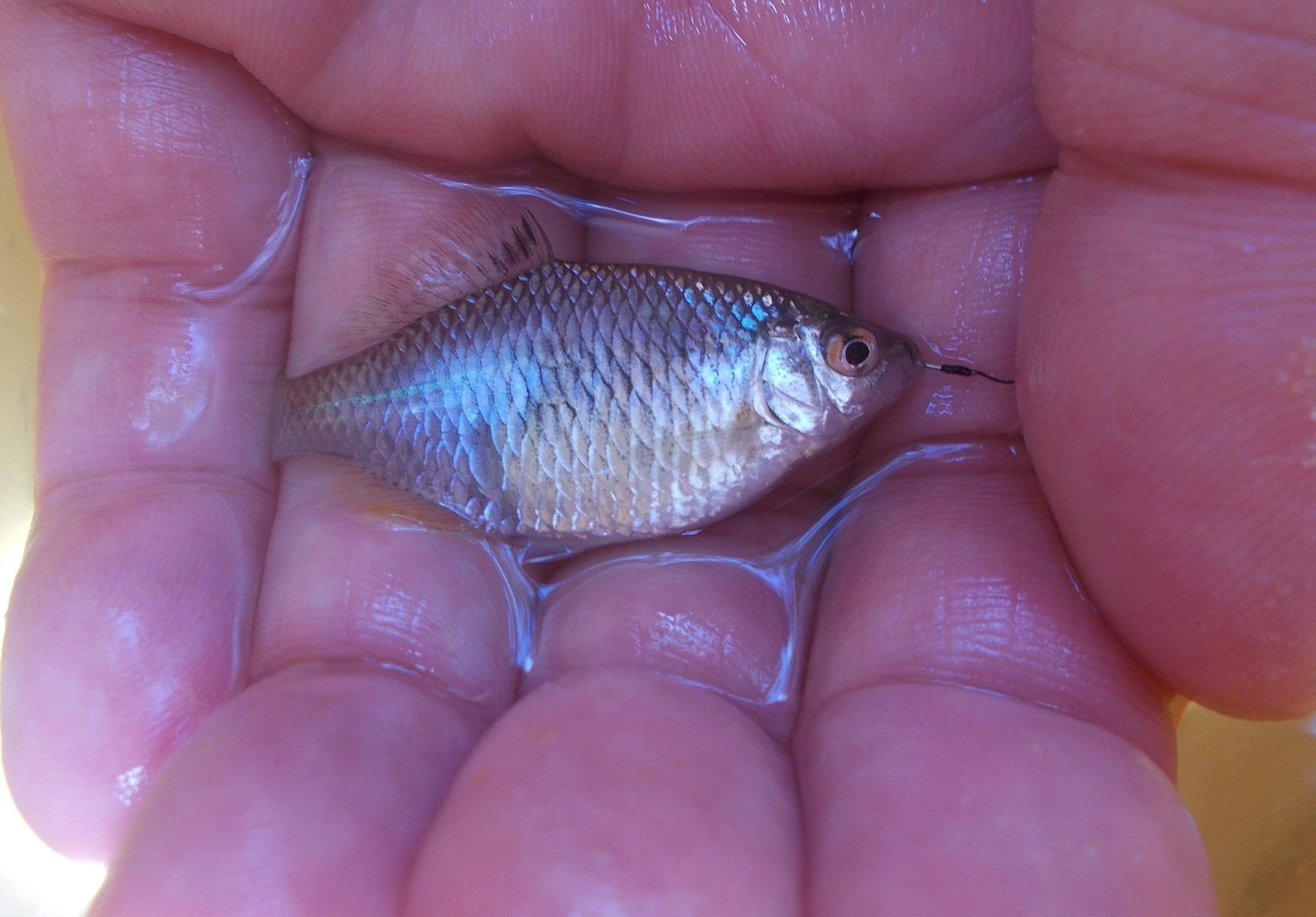 おなかの大きなメスが釣れてきたので優しくリリース。