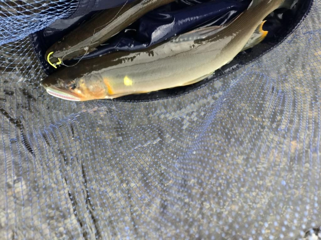 この日の最大魚21cm