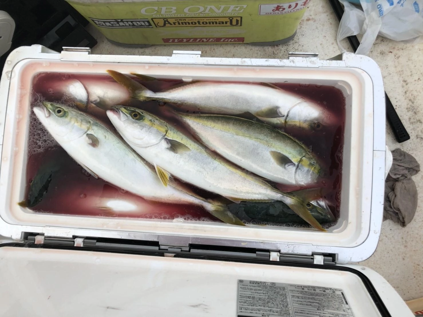 青物はクーラー満タン！