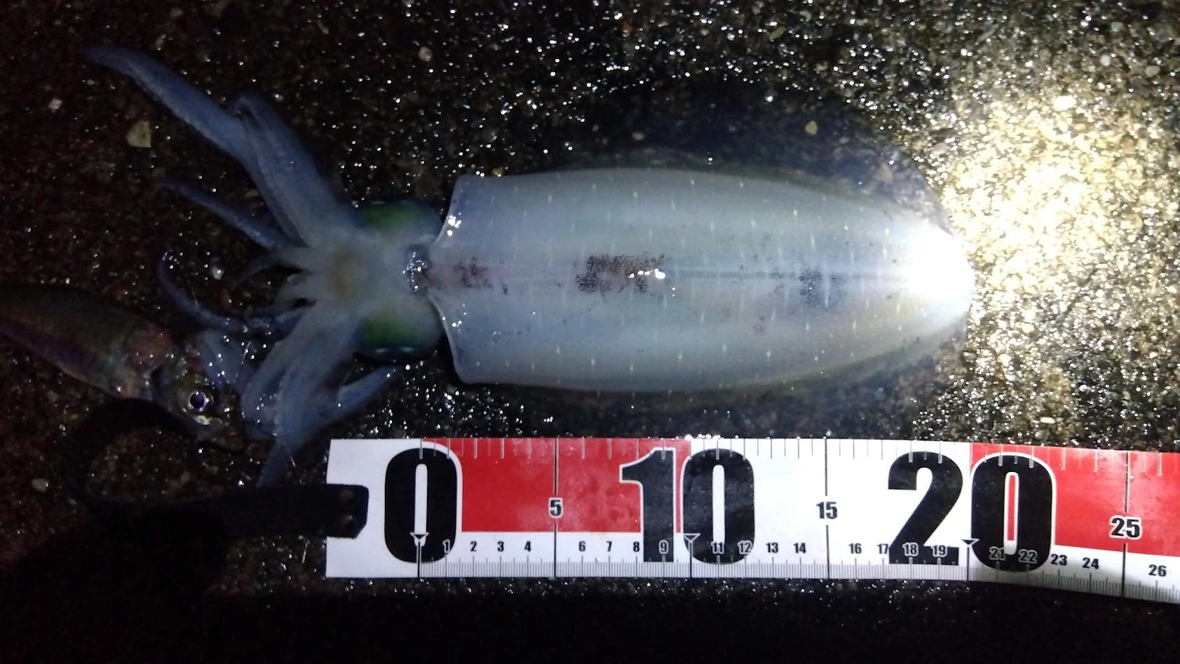 このところ鯵が釣れずにカマスを泳がせてましたが、何度もアオリイカをバラしていたので嬉しい釣果です。
やはり鯵の方が一段上の良餌ですね。