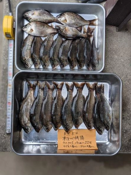 レギュラーサイズとなりました。贅沢は言えません