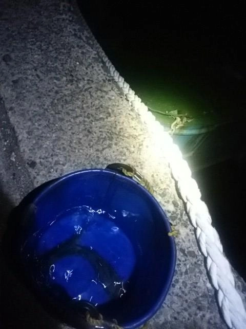 田原転戦も不発