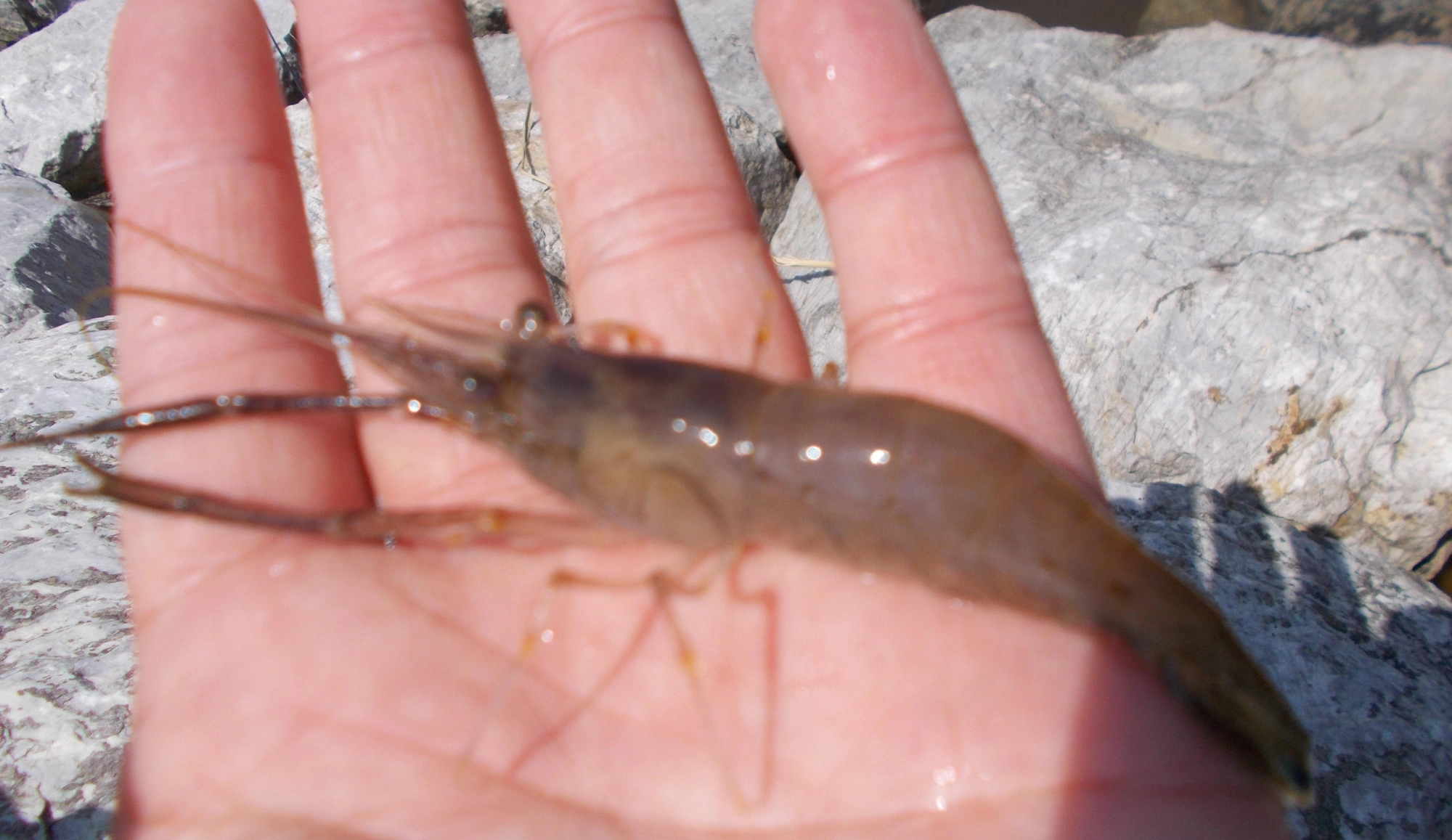 これでもまだ小型、大きいエビはハサミを伸ばすと20CMを超えるものも！はさまれるとかなり痛いので気をつけて掴んでください。