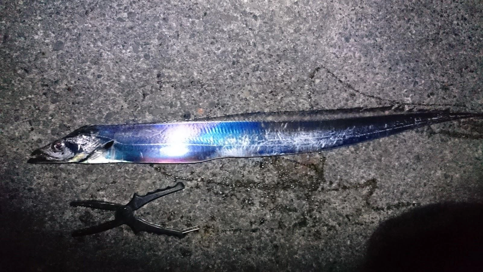 満潮前の上げ潮を狙い、鯵が釣れたボトムを中心にネチネチ攻めてなんとか1匹出しました。周りで大型のサバフグが釣れていて最初サバフグかと思いました。