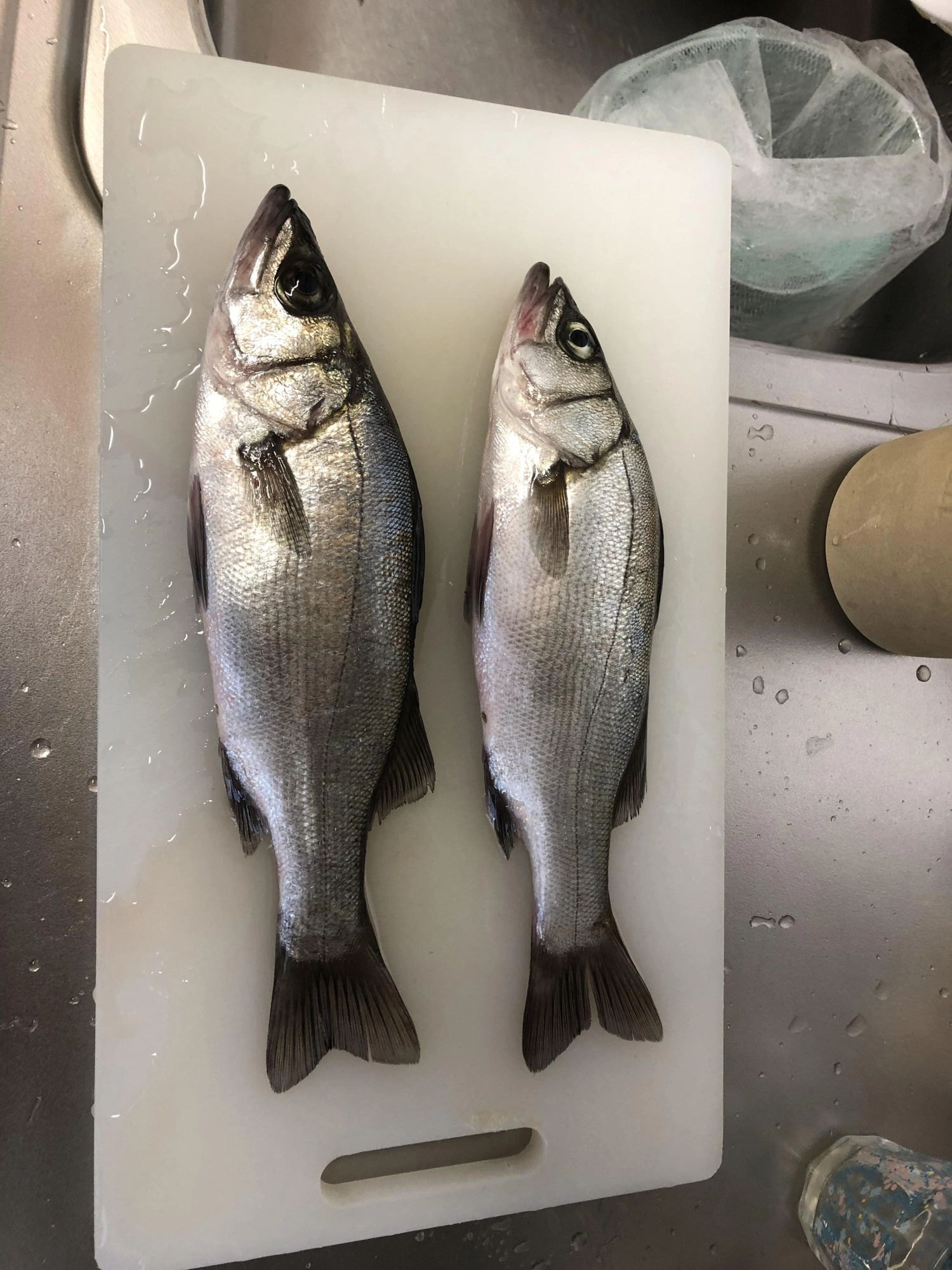 一匹は浮きで、もう一つはのませ釣りのエレベーター仕掛けに食いました。
餌は釣ったサッパを背がけしました。