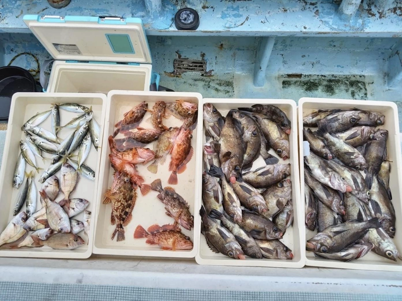 デカメバルにカサゴに真鯛にマアジにタルにいっぱいッ(о´∀`о)