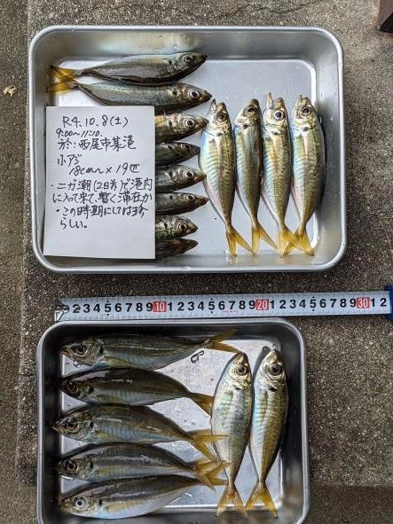 ほぼ間断なく釣れた。全体に大きく体高高い。
刺身は脂がのり非常に美味。