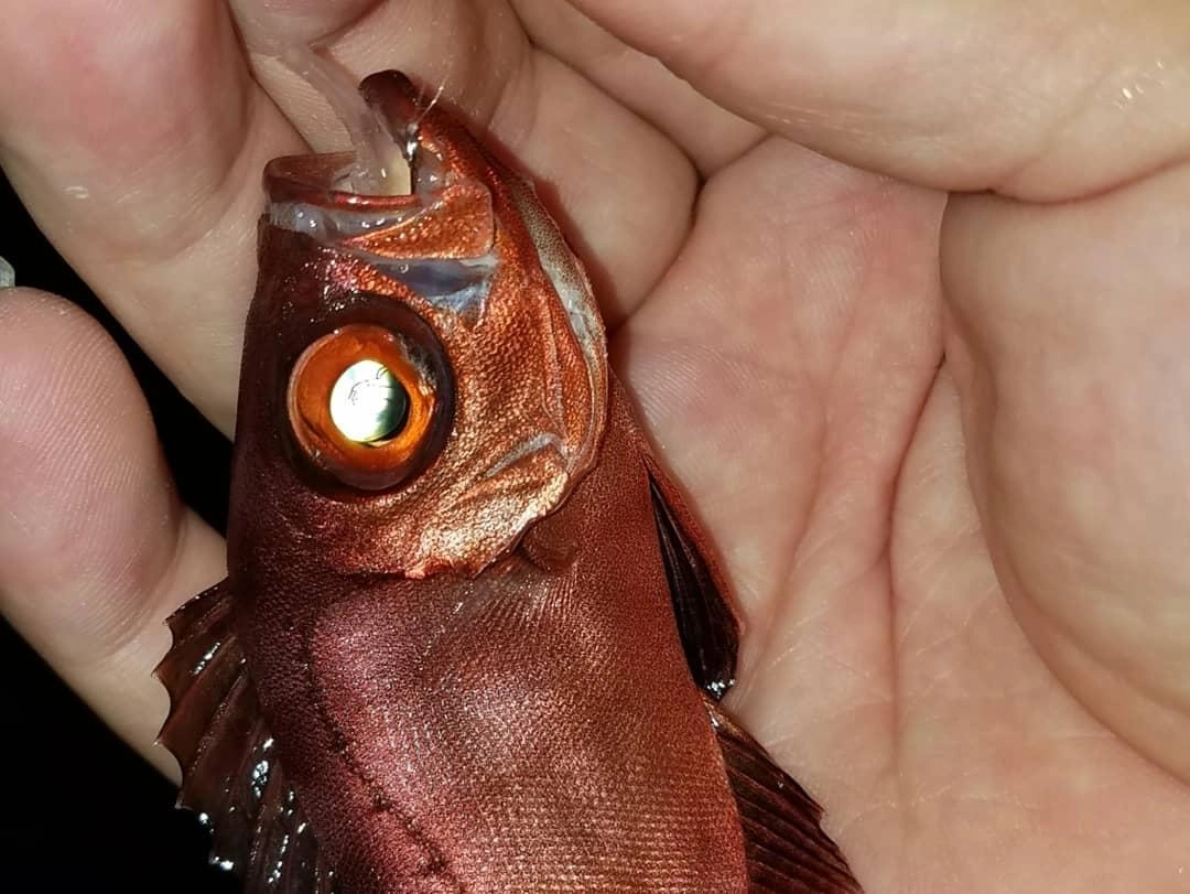 知多半島でチカメキントキ⁉