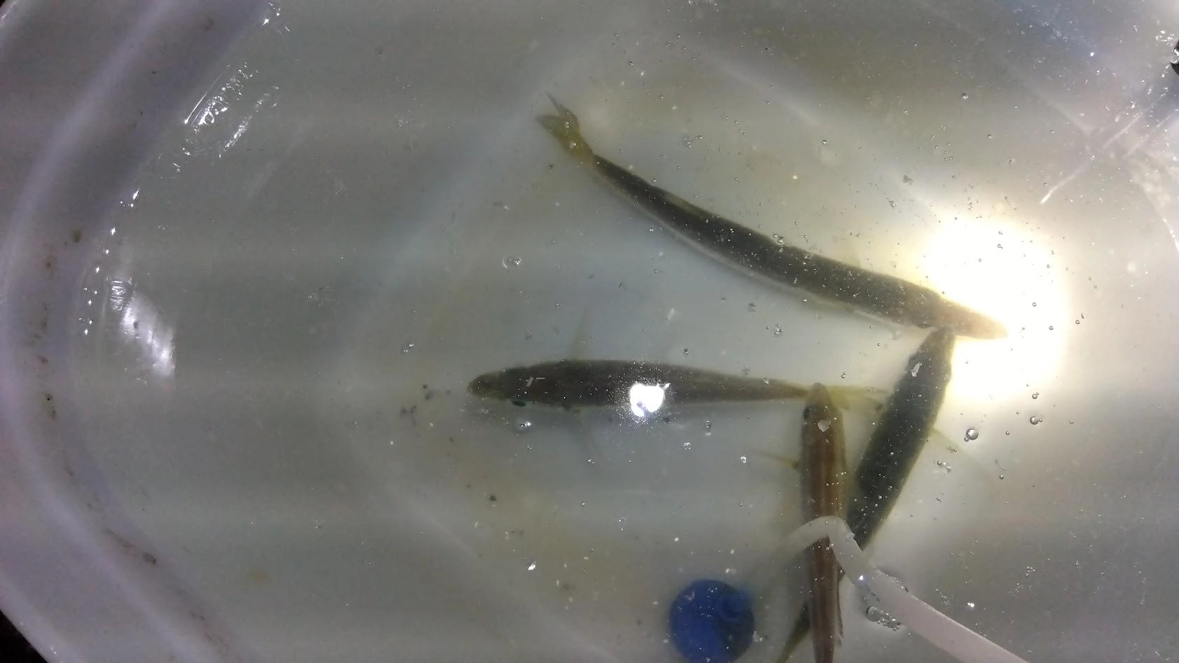 カマスが多いので明るい間はカマス用の太サビキで、日没間際に漁サビキ4号に換えて鯵を確保しました。
ウリンボは鯵とトレードしました。