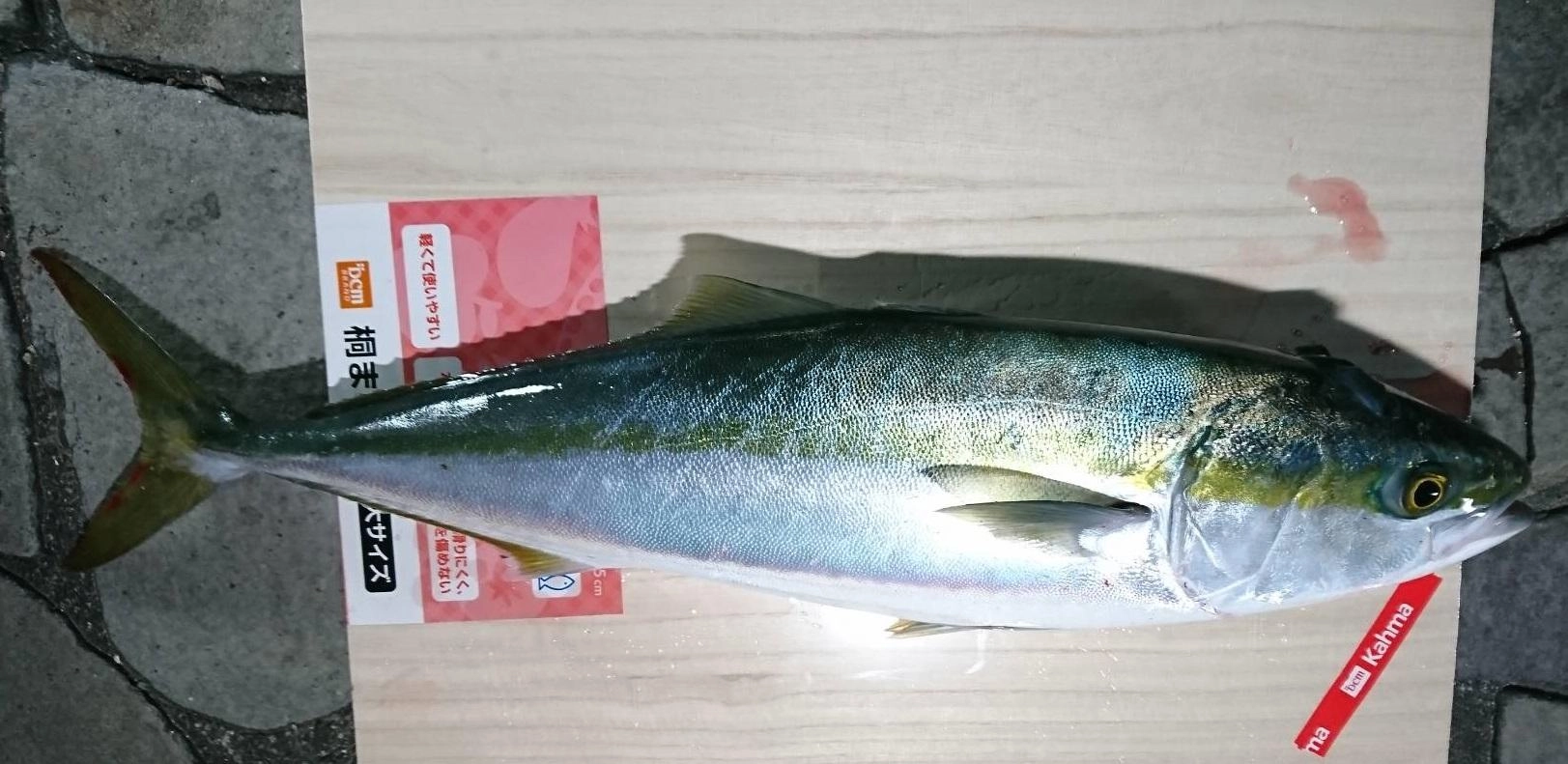 前日には青物をゲットしたようです！！