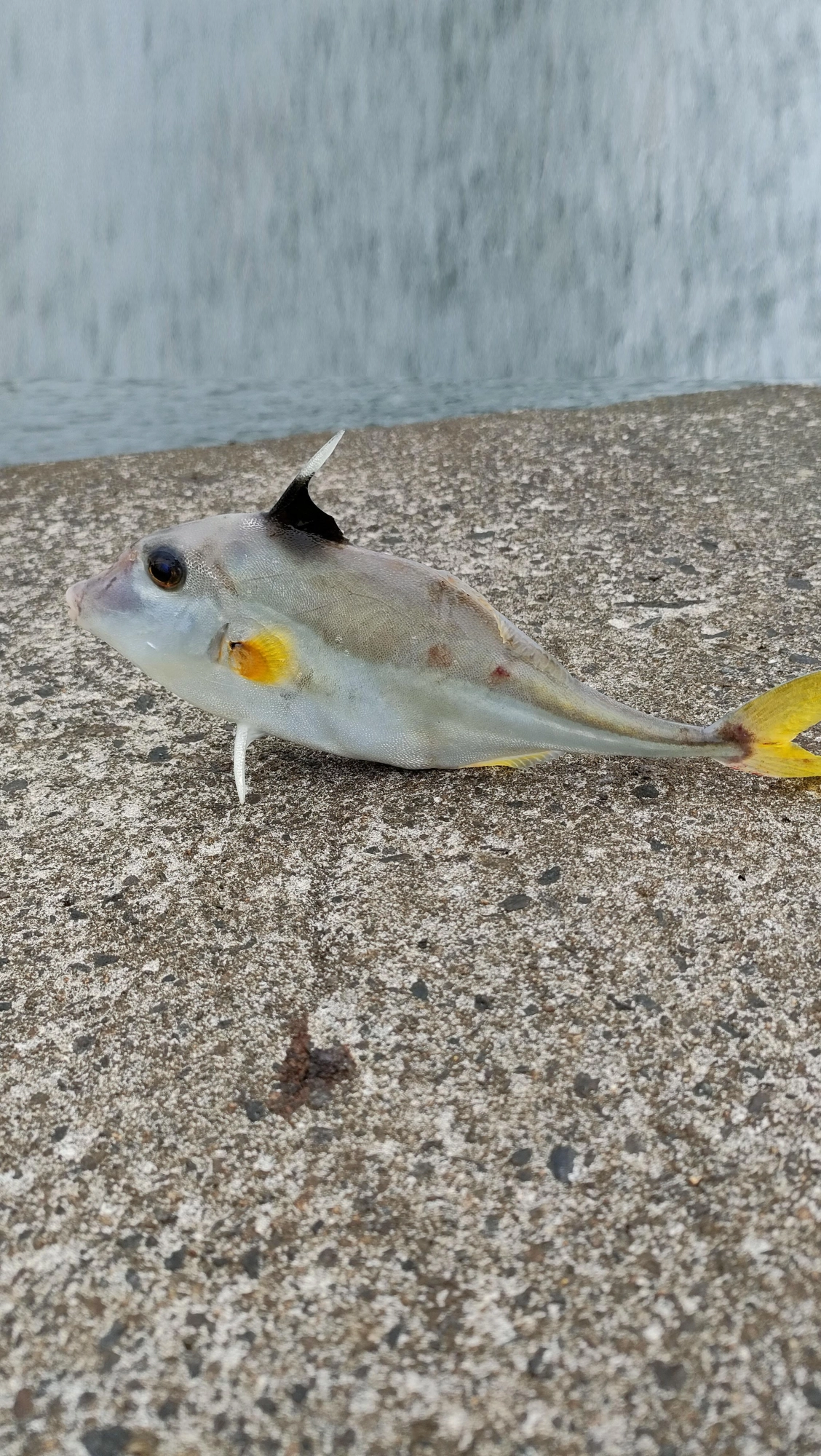 ギマの刺し身は絶品です