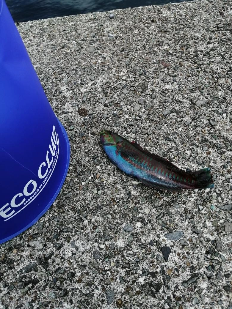 足元ではベラが釣れていました。