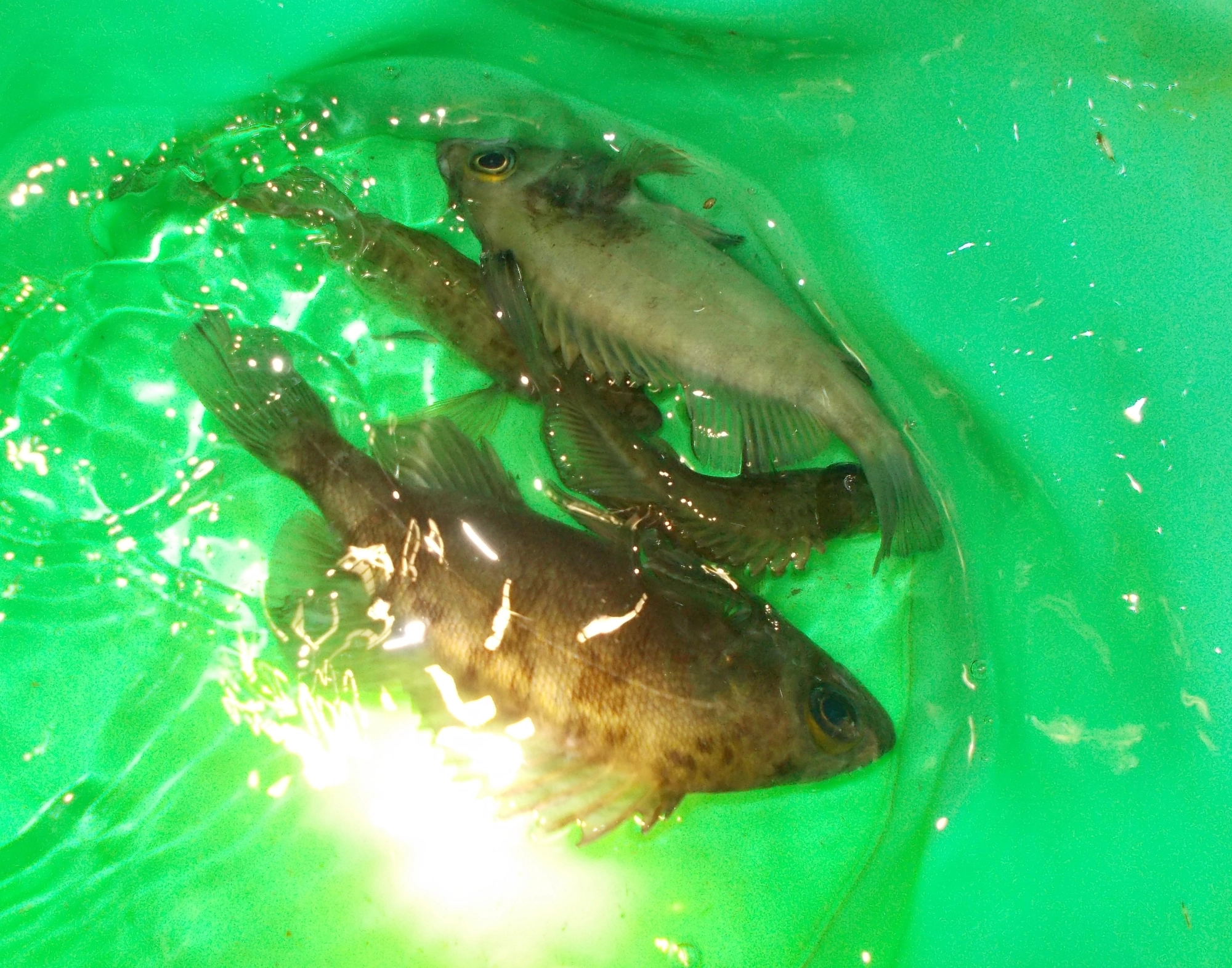 釣れた魚をすぐ逃がすと反応しなくなることがあるので一旦バケツに入れておくと何匹か同じ場所でつることが出来ます。(釣れた魚はリリースしました）