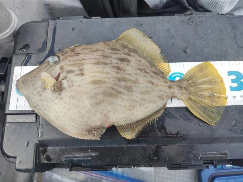 最大で27cm釣れました！