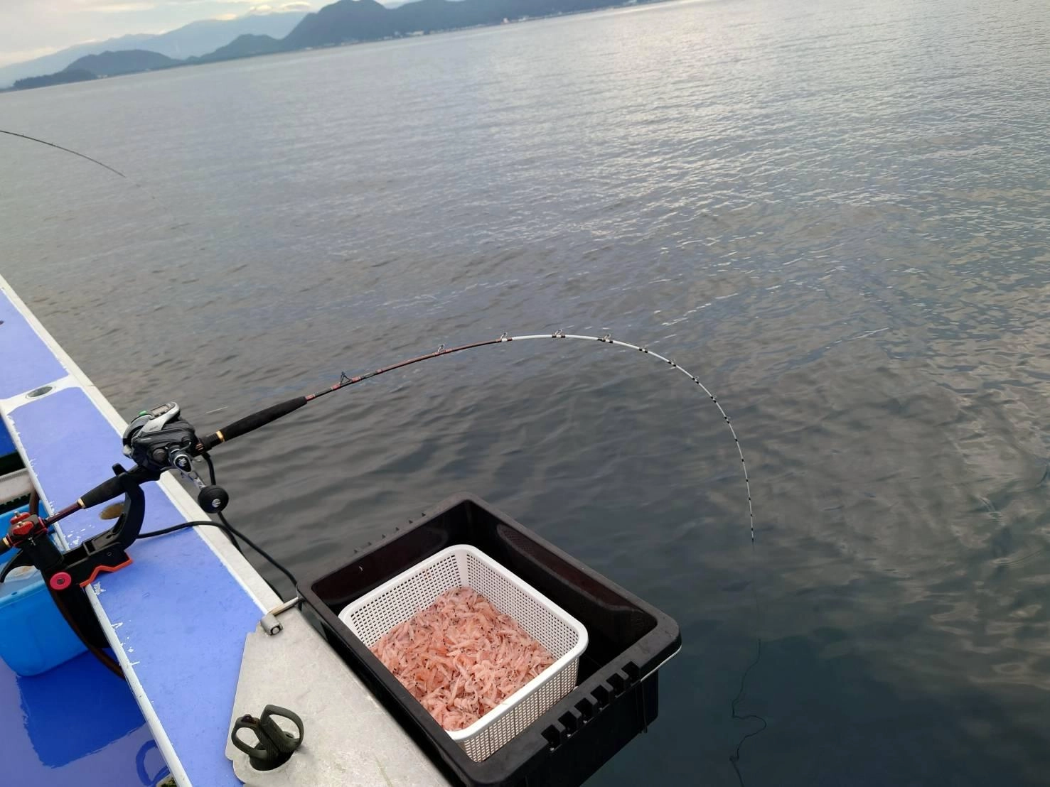 船釣りになれていない方でも安心です！今の時期のコマセ釣りはいろいろな魚が釣れて楽しいです!!