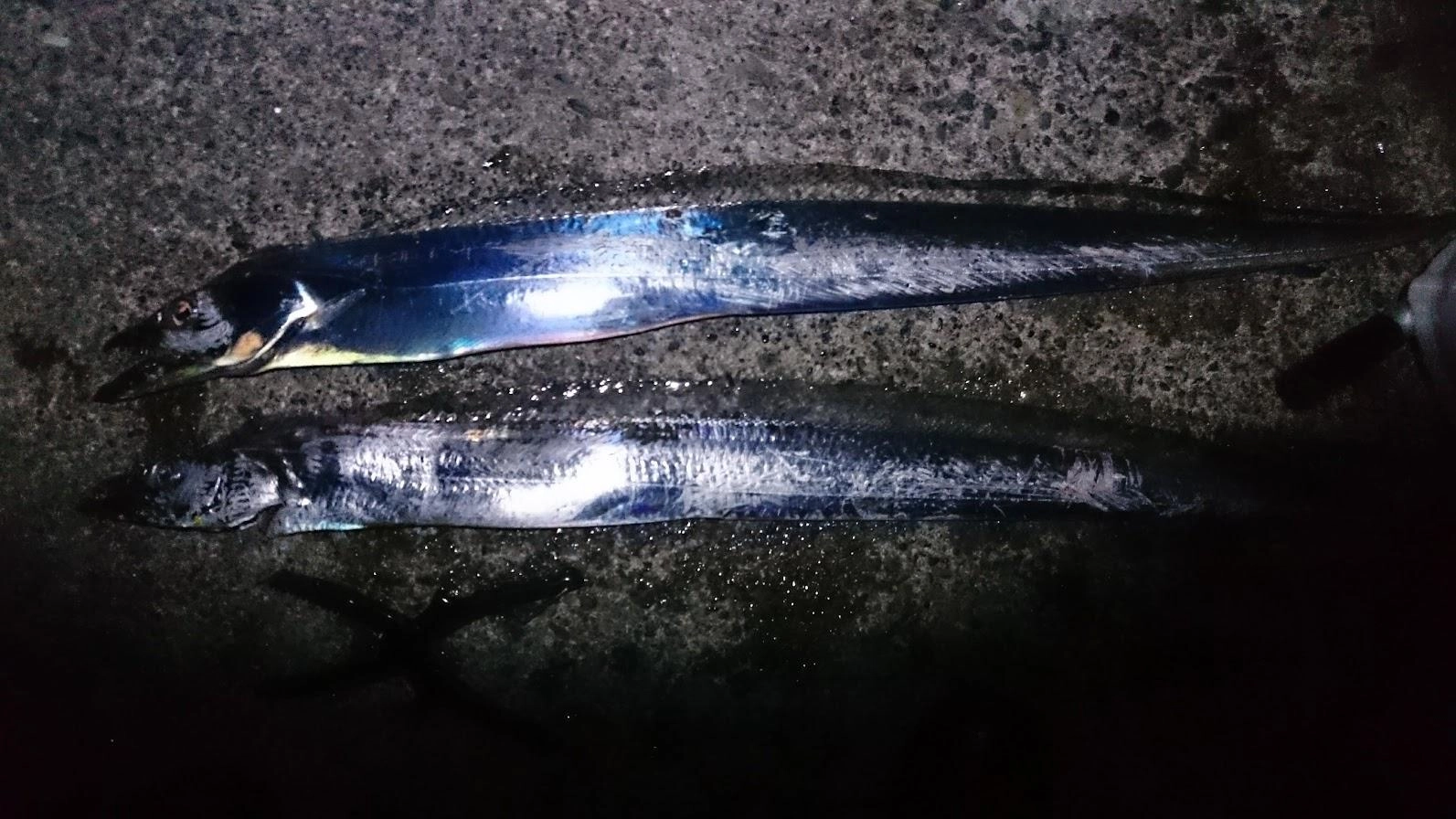 １匹目は指４本くらいで持参したラスト３匹の冷凍バルト海いわしで釣れました。餌がなくなったので、鯵の頭＋ハラモをテンヤに巻いてやったところ、指５本が掛かりました。最近抜き上げバラシが多発してましたが、テンヤを針先が長く鋭い細いものに変えたところ、２回ともしっかり貫通して、抜き上げ後も刺さったままバレませんでした。