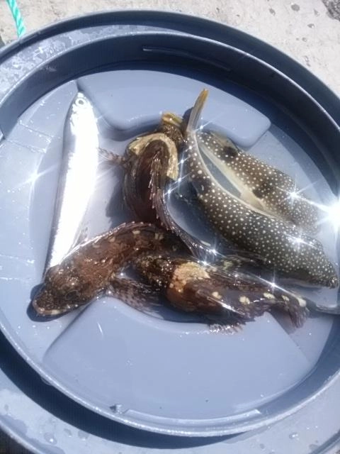 地味かな